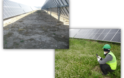 BIOCYMA colabora con la UPCT en un estudio de evaluación de la calidad del suelo y propuestas de sostenibilidad ambiental de un parque solar