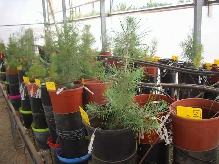 Contribuimos a la publicación del artículo científico “Evaluation of the trade-off between water use efficiency and nutrient use efficiency in two semiarid coniferous tree species growing on an organic amended metalliferous mine tailing substrate”, publicado recientemente en la revista Science of the Total Environment