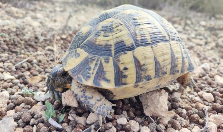 BIOCYMA participa en un encuentro de trabajo sobre la tortuga mora en la provincia de Almería