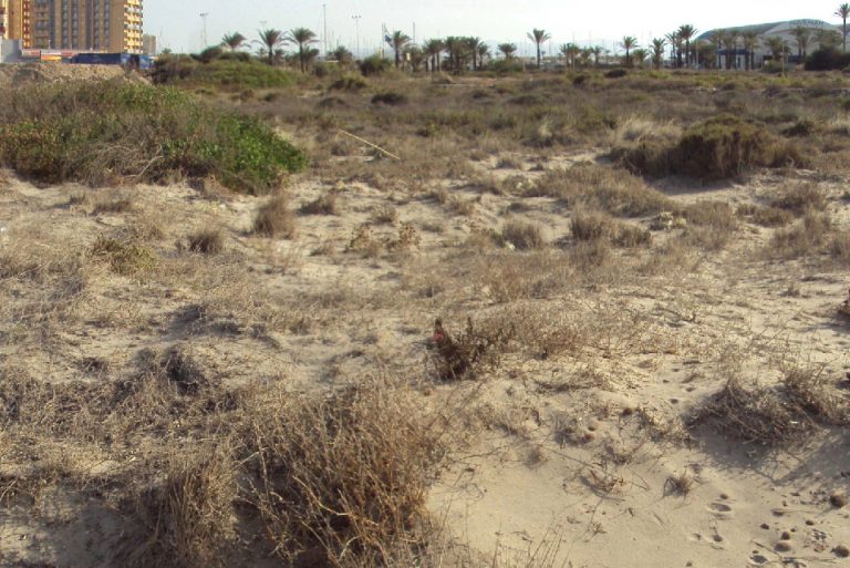 Elaboramos un inventario de flora silvestre protegida en arenales de La Manga por encargo del Ayuntamiento de San Javier