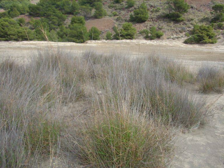 Participamos en la publicación del artículo científico «Evaluation of the rhizospheric microbiome of the native colonizer Piptatherum miliaceum in semiarid mine tailings», publicado recientemente en Environmental Geochemistry and Health