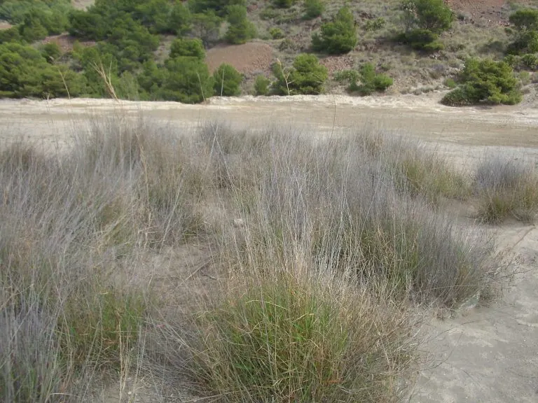 Participamos en la publicación del artículo científico «Evaluation of the rhizospheric microbiome of the native colonizer Piptatherum miliaceum in semiarid mine tailings», publicado recientemente en Environmental Geochemistry and Health