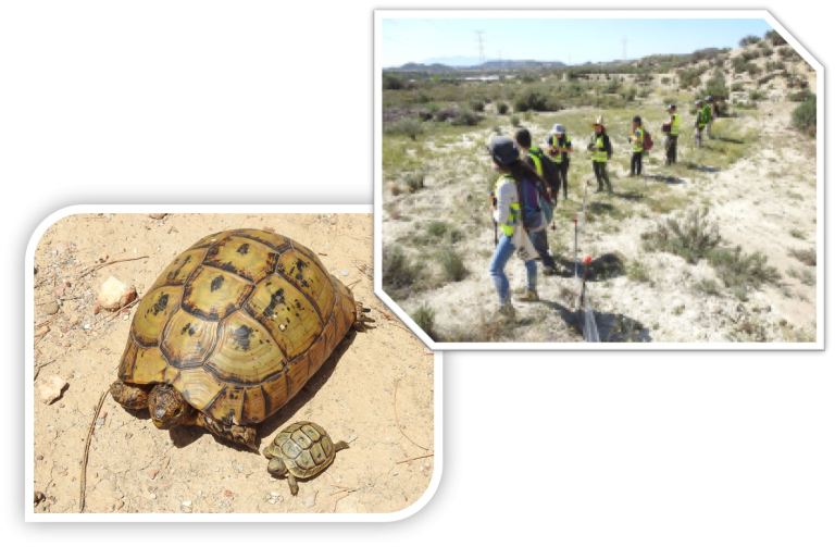 BIOCYMA lleva a cabo las medidas de protección sobre la tortuga mora establecidas en la Declaración de Impacto Ambiental para un tramo del proyecto constructivo de la plataforma del AVE Murcia-Almería