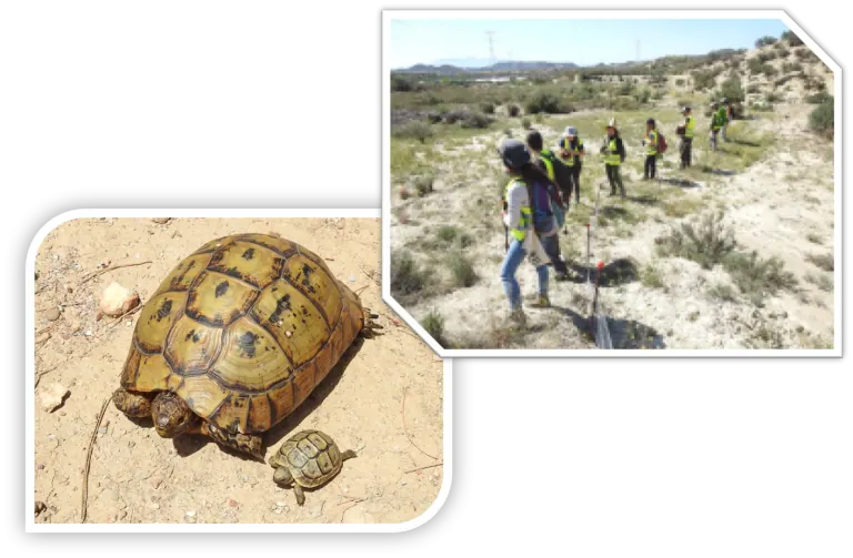BIOCYMA lleva a cabo las medidas de protección sobre la tortuga mora establecidas en la Declaración de Impacto Ambiental para un tramo del proyecto constructivo de la plataforma del AVE Murcia-Almería