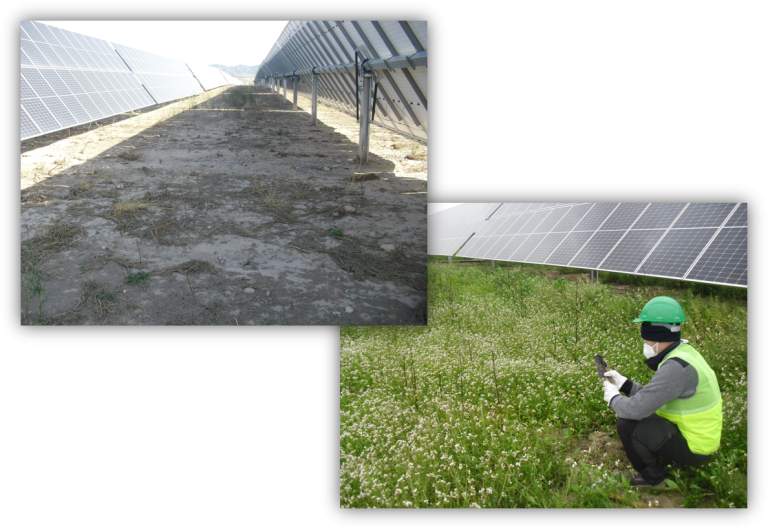 BIOCYMA colabora con la UPCT en un estudio de evaluación de la calidad del suelo y propuestas de sostenibilidad ambiental de un parque solar