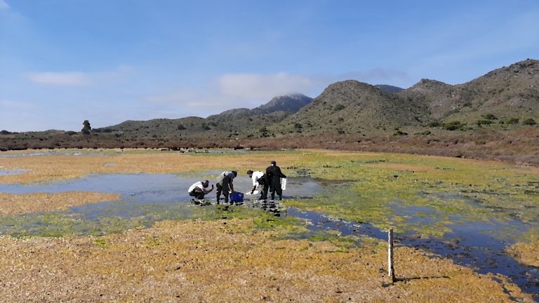 Miembros de BIOCYMA participan en el reforzamiento de las poblaciones de fartet en las salinas del Rasall.