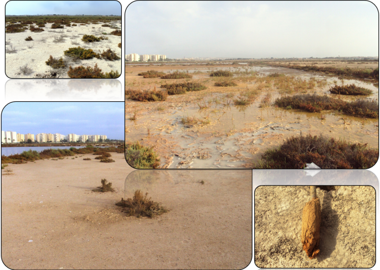Colaboramos con la UPCT en el seguimiento ambiental del Saladar de Agua Amarga, en Alicante.