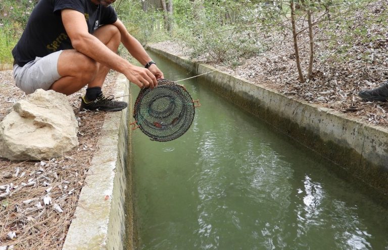 BIOCYMA ha resultado adjudicataria del contrato de servicios para el SEGUIMIENTO BIOLÓGICO DE LAS ESPECIES PISCÍCOLAS FLUVIALES DE LA REGIÓN DE MURCIA, que se desarrollará desde finales de 2022 y hasta 2025.