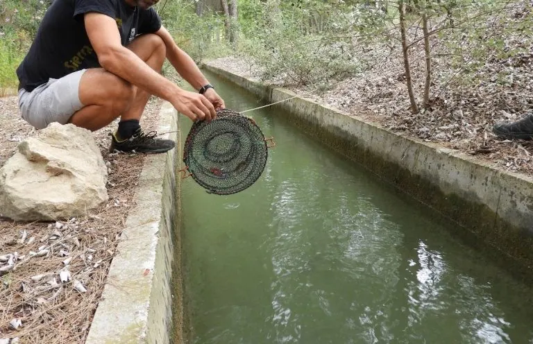 BIOCYMA ha resultado adjudicataria del contrato de servicios para el SEGUIMIENTO BIOLÓGICO DE LAS ESPECIES PISCÍCOLAS FLUVIALES DE LA REGIÓN DE MURCIA, que se desarrollará desde finales de 2022 y hasta 2025.