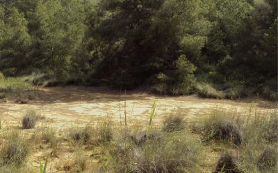 Participamos en un proyecto de la UPCT sobre funcionalidad y resiliencia de suelos frente al cambio climático.