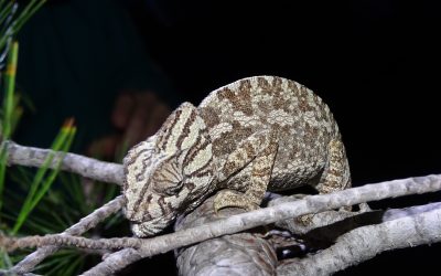 Realizamos un estudio y censo de Camaleón común en el Parque Regional de las Salinas y Arenales de San Pedro del Pinatar