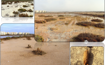 Colaboramos con la UPCT en el seguimiento ambiental del Saladar de Agua Amarga, en Alicante.