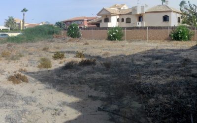 Estudios de flora silvestre protegida en parcelas situadas en suelo urbano consolidado