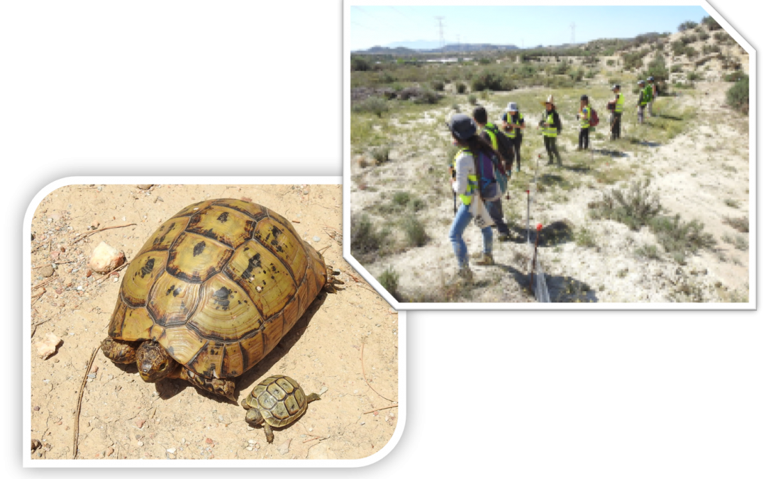 BIOCYMA lleva a cabo las medidas de protección sobre la tortuga mora establecidas en la Declaración de Impacto Ambiental para un tramo del proyecto constructivo de la plataforma del AVE Murcia-Almería
