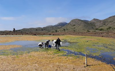 Miembros de BIOCYMA participan en el reforzamiento de las poblaciones de fartet en las salinas del Rasall.